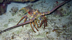 20+ pound spiny lobster on night dive by Bob Jeannetti 